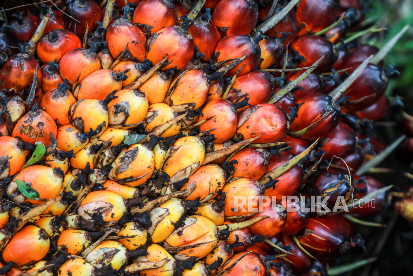 Tampilan dekat buah sawit yang baru dipanen di perkebunan kelapa sawit. 