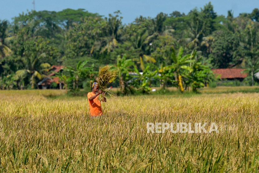 Petani memanen padi di lahan persawahan. Program Asuransi Usaha Tani Padi (AUTP) memberikan jaminan atas lahan garapan petani ketika dilanda banjir atau serangan hama. Ilustrasi.