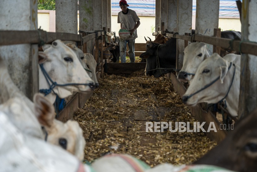 Pekerja memberi makan ternak sapi yang dipersiapkan untuk disembelih di Rumah Potong Hewan (RPH) Tavanjuka, Palu, Sulawesi Tengah, Senin (23/5/2022). RPH tersebut memperketat pemeriksaan ternak sapi sebelum disembelih untuk memastikan tidak terjangkit Penyakit Mulut dan Kuku (PMK) yang sedang mewabah di beberapa daerah di Indonesia. Cegah PMK, Kandang Sapi Milik Peternak di Mataram Disempot Desinfektan