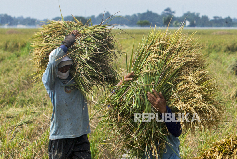 Buruh tani membawa padi hasil panen di areal persawahan Desa Nagasari, Kecamatan Karawang Barat, Kabupaten Karawang, Jawa Barat, Selasa (9/3/2021).