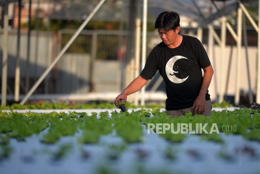 Petani milenial, Edwin (36) memeriksa kondisi tanaman sayur hidroponik di Gubuk Hydro, Sleman, Yogyakarta, Rabu (6/12/2023). 