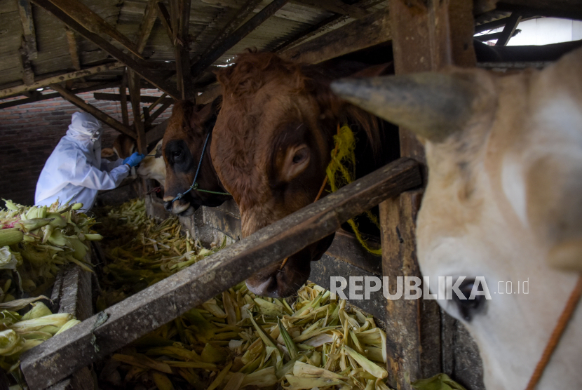 Petugas memeriksa kesehatan hewan sapi di salah satu lokasi penjulan hewan kurban. Disnak Bangkalan mencatat ada sebanyak 37 ekor sapi suspek penyakit mulut dan kuku.