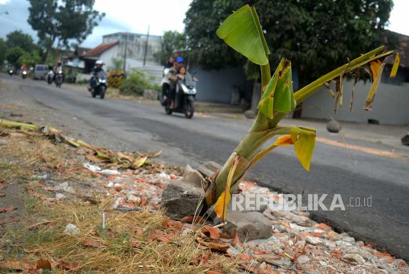 Pohon pisang ditanam warga sebagai bentuk protes jalan berlubang (ilustrasi)