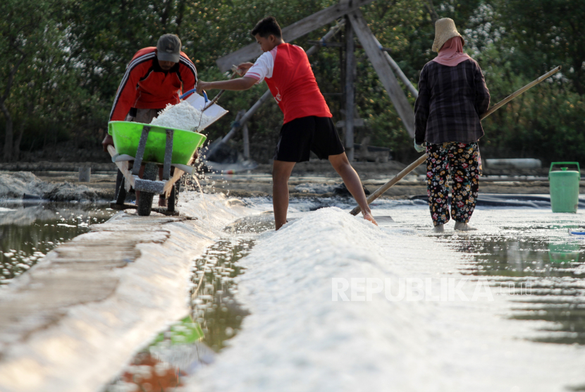 Petambak memanen garam di Desa Tambak Cemandi, Sedati, Sidoarjo, Jawa Timur, Jumat (21/7/2023). Petambak garam di kawasan tersebut mulai bisa menghasilkan garam meskipun kualitasnya kurang baik akibat cuaca yang tidak menentu.  