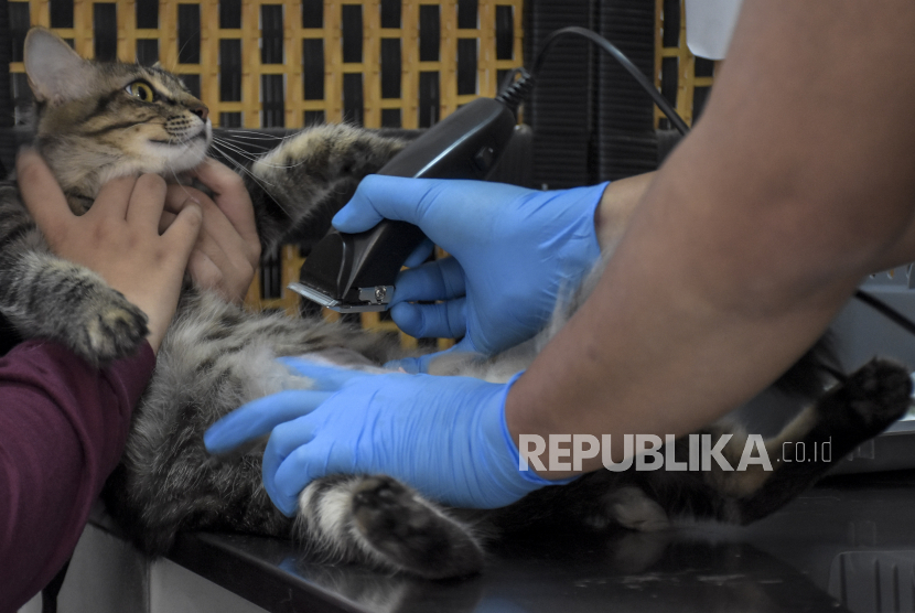 Dokter hewan mencukur bulu seekor kucing sebelum diperiksa kesehatannya. Ada beberapa hal yang perlu dilakukan agar kucing peliharaan tetap sehat.