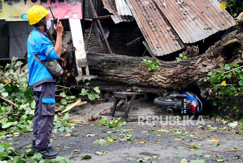 Petugas PLN memeriksa jaringan listrik imbas pohon tumbang.