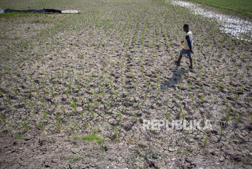 Seorang petani berjalan di lahan sawahnya yang telah mengering di Kandanghaur, Indramayu, Jawa Barat, Kamis (1/8/2024). 