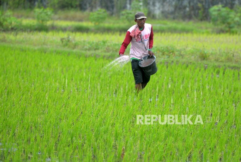 Petani menebar pupuk urea dan NPK untuk tanaman padi (ilustrasi).