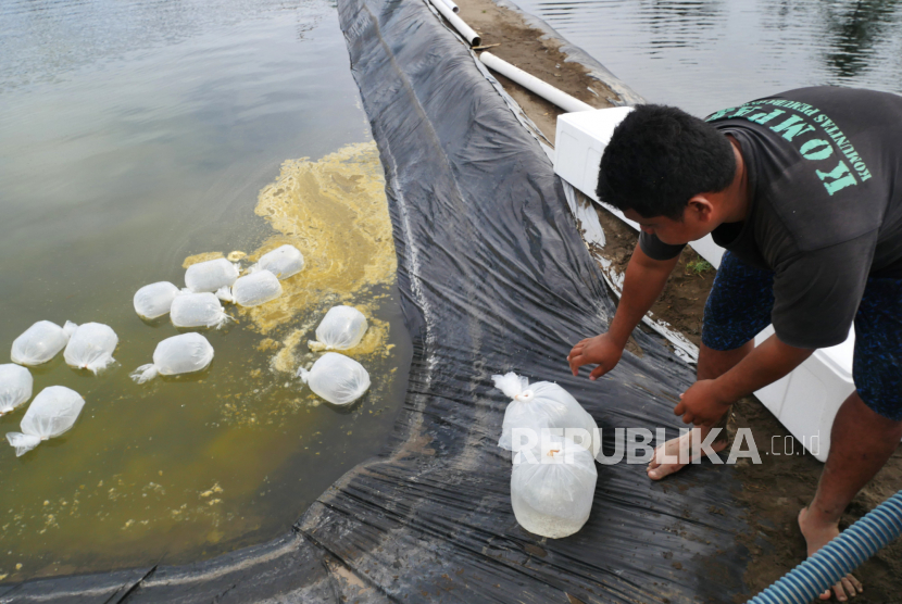 Tambak udang. Gubernur Jawa Timur Khofifah Indar Parawansa mengatakan, produksi perikanan tangkap sekaligus ekspor perikanan Jatim tercatat menjadi yang tertinggi di Indonesia pada 2022.