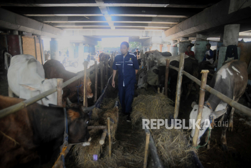 Petugas bersiap mengambil sampel darah sapi di Sungai Bambu, Tanjung Priok, Jakarta Utara, Rabu (21/6/2023). Pemeriksaan tersebut untuk menjamin kesehatan hewan kurban yang dijual di Jakarta terbebas dari Penyakit Mulut Kaki (PMK) dan Lumpy Skin Disease (LSD).
