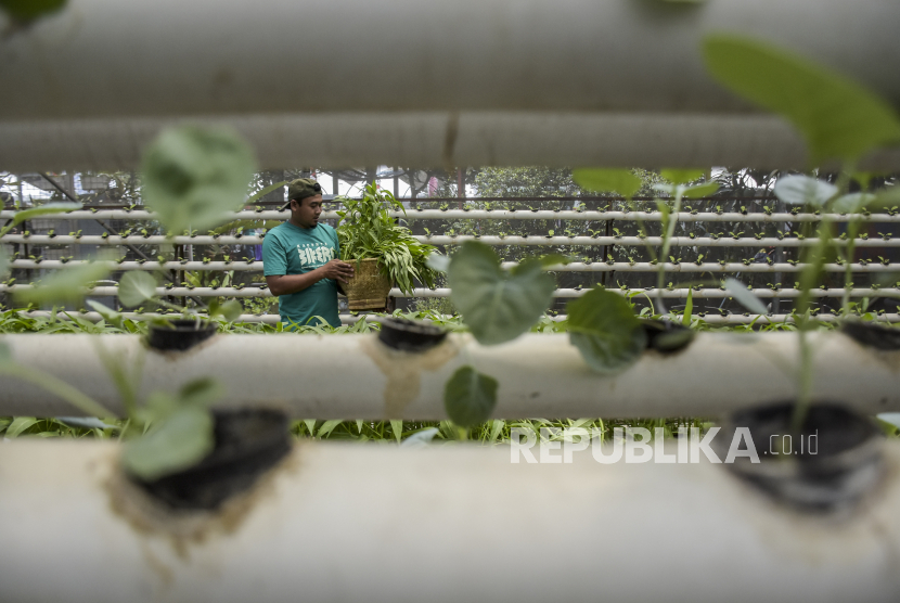 Pekerja memanen sayuran hidroponik, (ilustrasi).  PT PLN (Persero) mendukung geliat ekonomi masyarakat dengan pasokan listrik yang andal. 