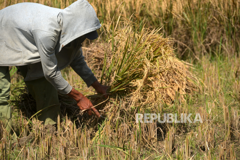 Dinas Pertanian dan Pangan Kabupaten Gunungkidul, Daerah Istimewa Yogyakarta, menggalakkan gerakan membeli beras dari petani lokal kepada aparatur sipil negara, (ilustrasi).