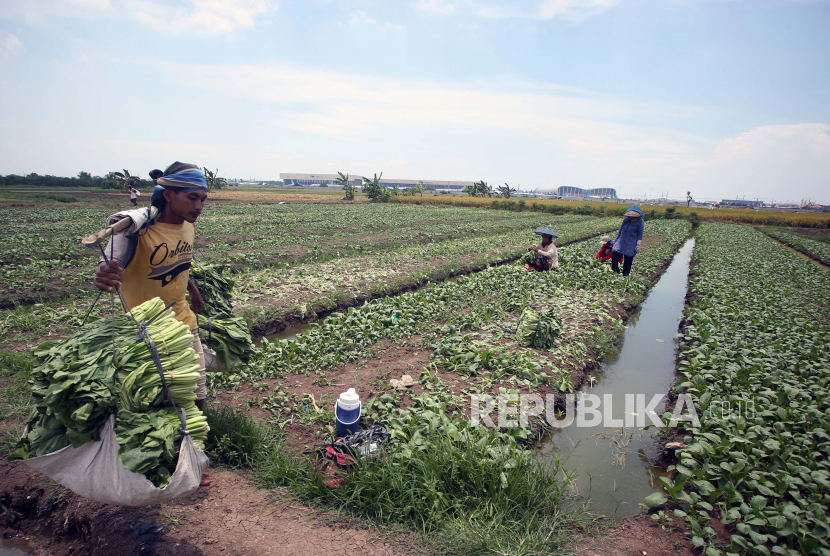 Petani memanen sayur caisim di Belendung, Tangerang, Banten, Rabu (22/9/2021). Pemerintah menyoroti rendahnya realisasi belanja pemerintah Provinsi Banten. 