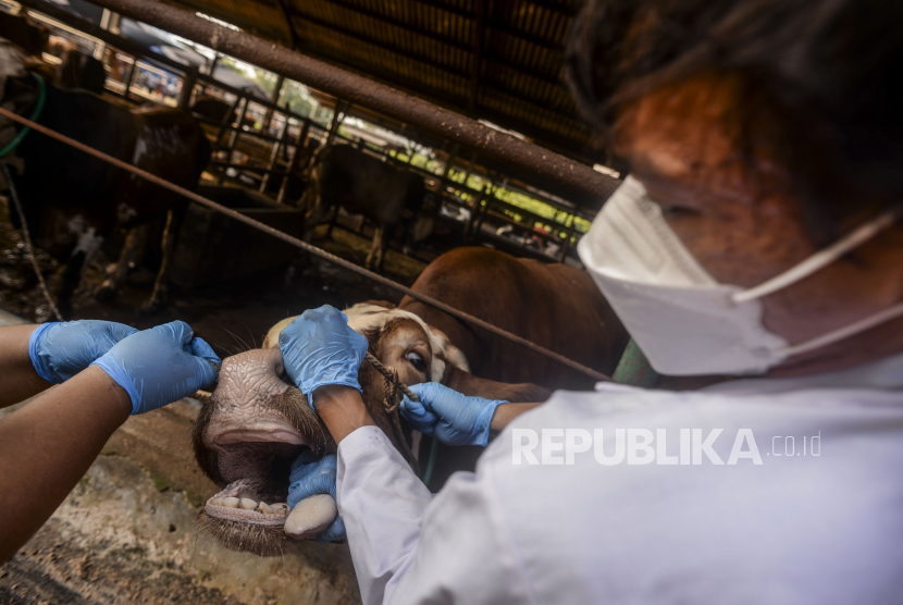 Pangan, Kelautan, dan Pertanian (Sudin KPKP) Jakarta Pusat menjamin daging kurban yang didistribusikan kepada masyarakat saat Hari Raya Idul Adha 1443 Hijriah layak dan berkualitas.