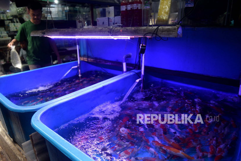 Penjual mengecek kondisi ikan hias (ilustrasi).  Pelaku usaha ikan hias yang difasilitasi memasarkan ikan hias dan peralatannya di Lantai II Toserba Selamat Kota Sukabumi.