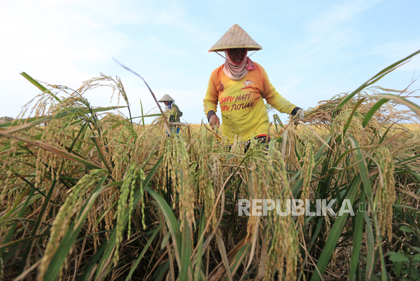 Petani memanen padi di desa Brondong, Kecamatan Pasekan, Indramayu, Jawa Barat. Petani Indramayu menolak beras impor masuk wilayah mereka. (ilustrasi)