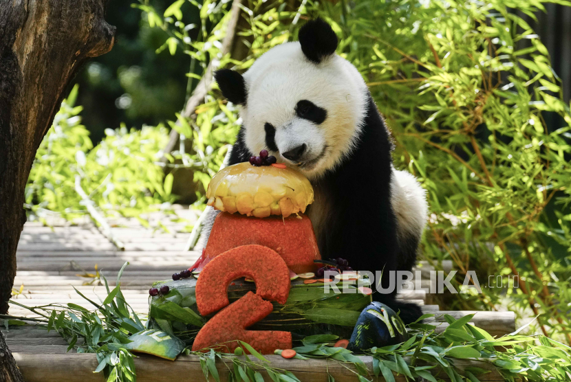Panda tetap menjadi duta persabahatan meski dikembalikan ke Cina