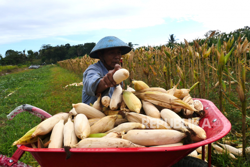 Petani memanen jagung (ilustrasi). Distan NTT mendorong petani mengakses KUR guna menyukseskan program Tanam Jagung Panen Sapi (TJPS).