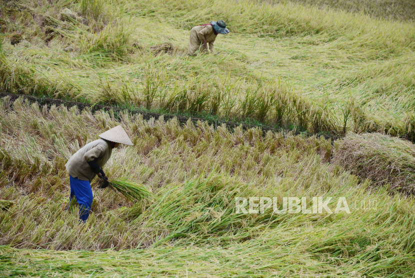 Petani memanen padi. Ironisnya, di tengah musim panen raya ada rencana impor beras, Akibatnya, harga gabah petani anjlok drastis,
