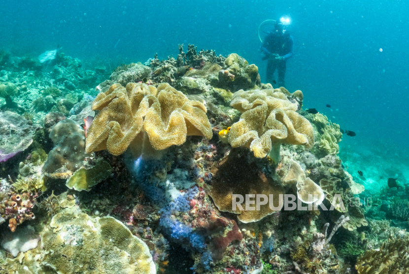 Pegiat konservasi mengamati kondisi terumbu karang.
