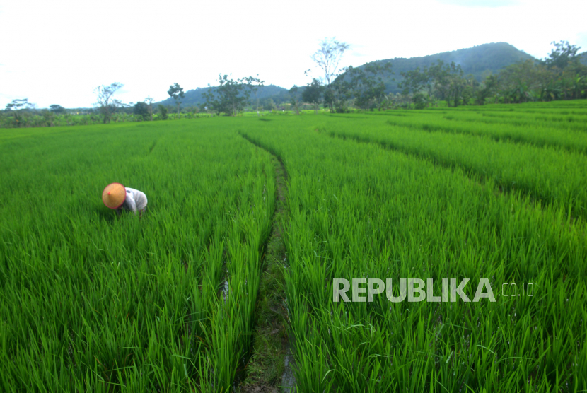 Petani membersihkan rumput atau matun pada lahan persawahan di Kulonprogo, DI Yogyakarta. 