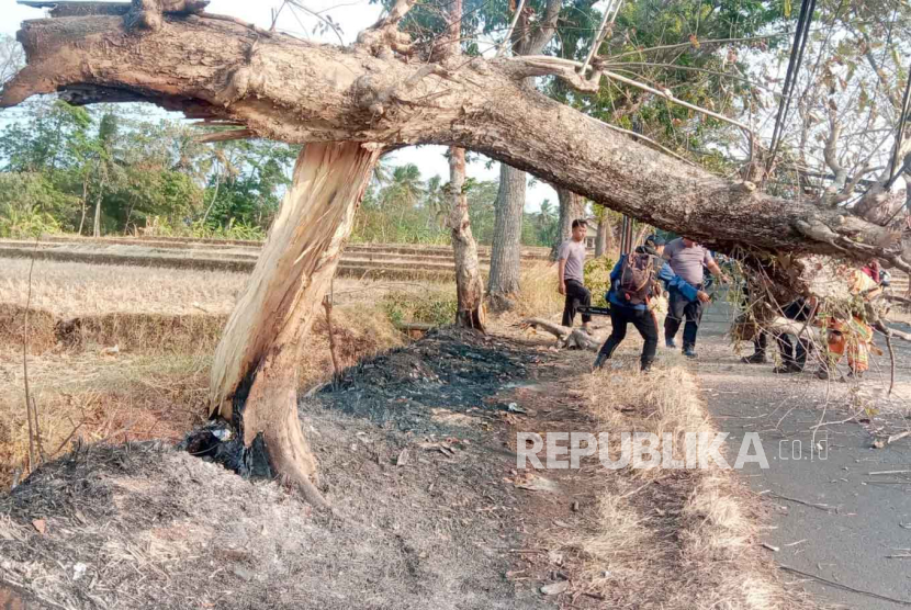 Pohon angsana tumbang ke arah ruas Jalan Raya Lebakwangi, Desa Mekarwangi, Kecamatan Lebakwangi, Kabupaten Kuningan, Jawa Barat, Kamis (12/10/2023). 
