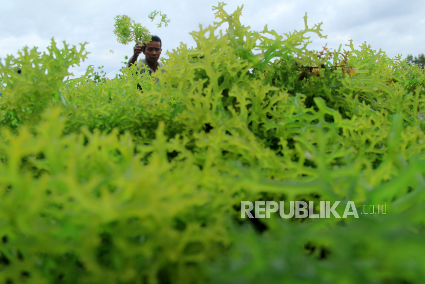 Seorang pekerja menjemur hasil panen rumput laut di Desa Tadui, Mamuju, Sulawesi Barat, Rabu (19/8/2020). Suhu yang lebih hangat mengganggu pertumbuhan rumput laut.