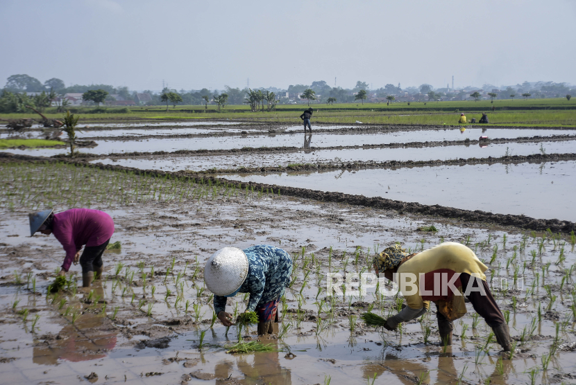 Sejumlah petani menanam padi (ilustrasi).