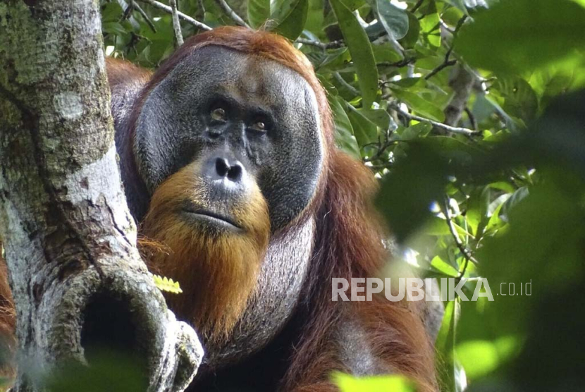 (Ilustrasi) Orangutan. AS membantu Indonesia untuk melakukan konservasi orangutan. 