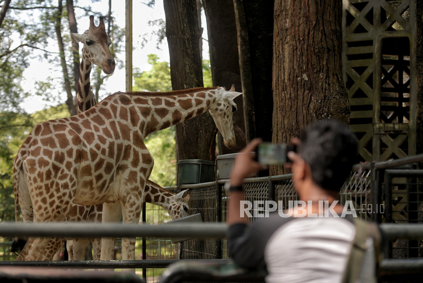 Pengunjung melihat jerapah di Taman Margasatwa Ragunan (TMR), Jakarta, Sabtu (13/3). TMR kembali dibuka untuk kegiatan wisata masyarakat umum mulai Sabtu (13/3) pukul 07.30 WIB hingga 14.30 WIB dengan kapasitas maksimal 50 persen. Republika/Thoudy Badai