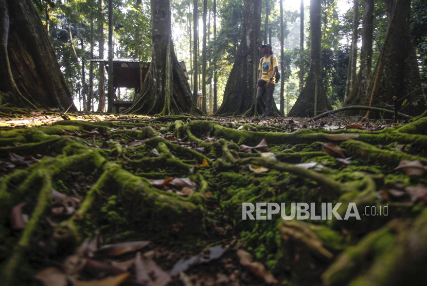 (ILUSTRASI) Suasana di hutan Cifor, Kota Bogor, Jawa Barat.