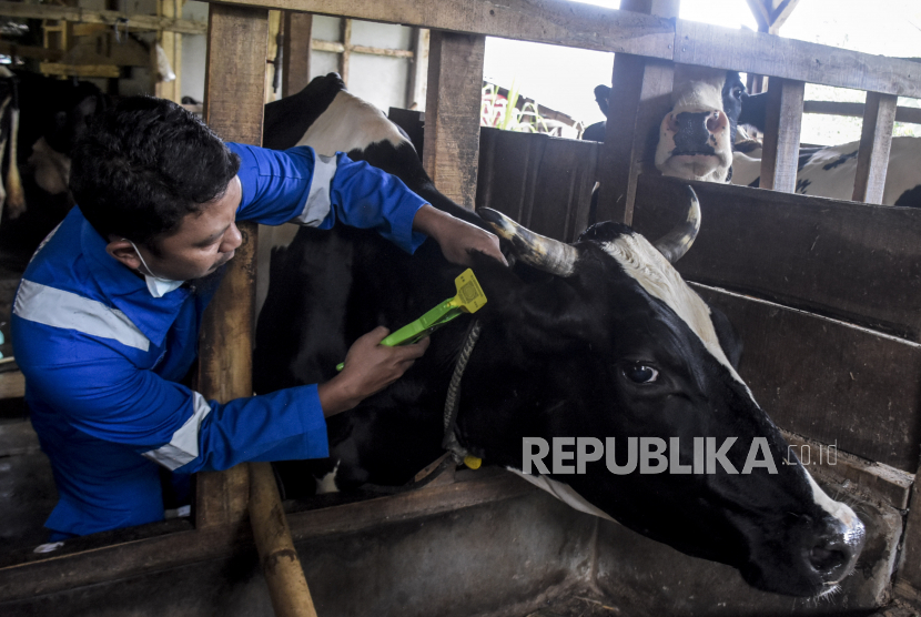 Pedagang Hewan Ternak Mengharapkan Pemkab Kulon Progo Keluarkan SKKH (ilustrasi).