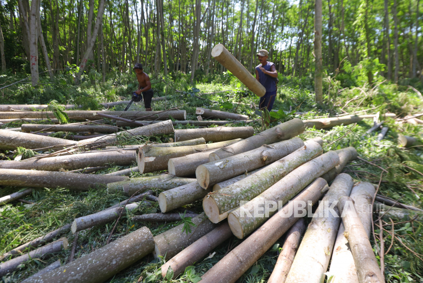 Pekerja menebang kayu jenis sengon di Banyuwangi, Jawa Timur, Senin (11/4/2022). 
