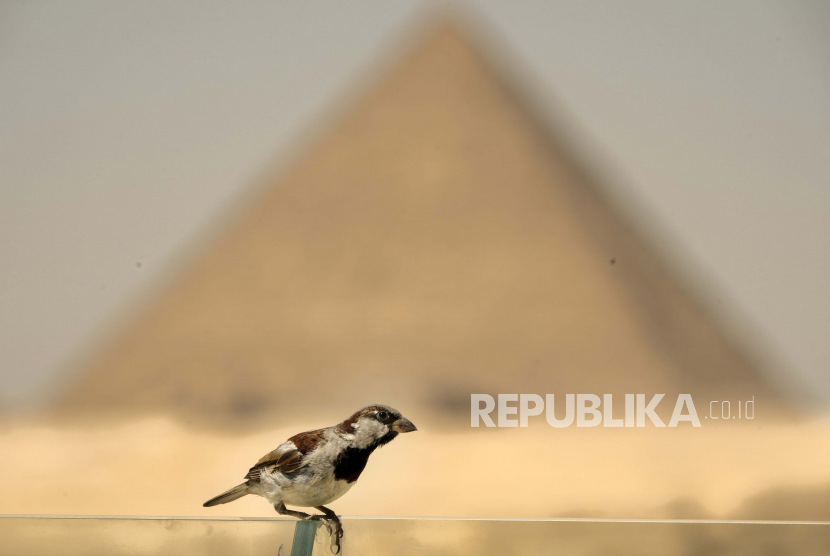 Seekor burung gereja berdiri di pagar kaca di depan Piramida Giza, dekat Kairo, Mesir, Rabu, 3 Agustus 2022. Duta besar Mesir untuk Rusia Nazih Al-Najari menyatakan, pengunjung dari Rusia tetap menjadi bagian penting dari perdagangan pariwisata Mesir.