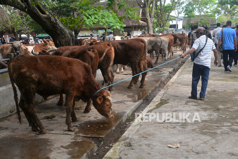 Pedagang menarik sapi untuk dijual jelang Idul Adha.