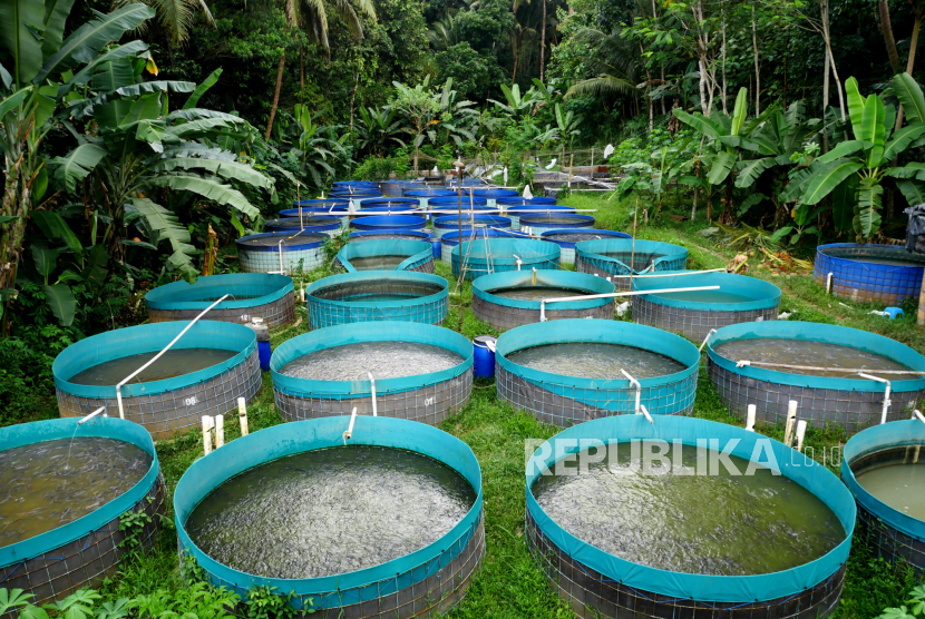 Deretan kolam pembesaran ikan lele. Dinas Perikanan Kabupaten Mukomuko, Provinsi Bengkulu, optimistis pendapatan asli daerah (PAD) dari retribusi penjualan produksi usaha daerah di sektor perikanan budi daya dapat mencapai target.