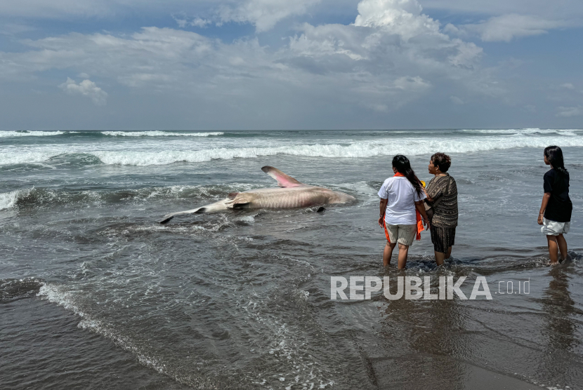 Seekor hiu tutul (Rhincodon typus) terdampar di Pantai Parangtritis, Bantul, DIY, Kamis (16/11/2023).