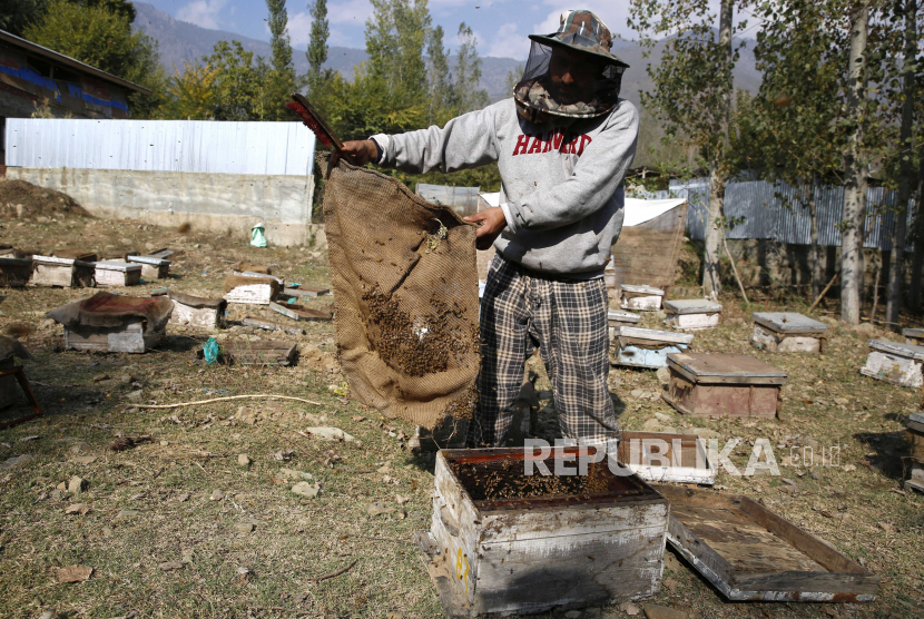 India Tebang 10 Ribu Pohon Apel Warga Kashmir. Peternak lebah Kashmir memamerkan tas jinjing penuh lebah di sebuah peternakan di pinggiran Srinagar, ibu kota musim panas Kashmir India, 13 Oktober 2020. 