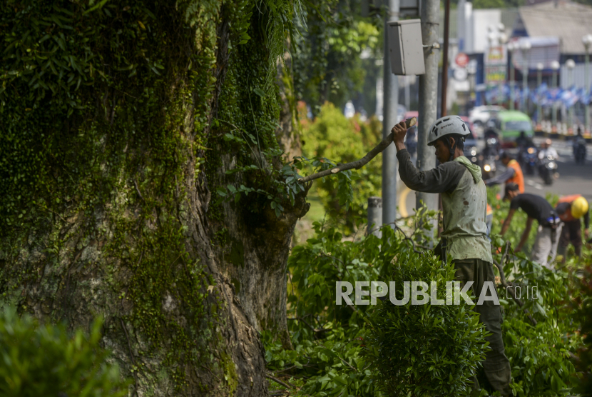 Pemkot Mojokerto Rutin Pangkas Pohon Antisipasi Angin Kencang (ilustrasi).