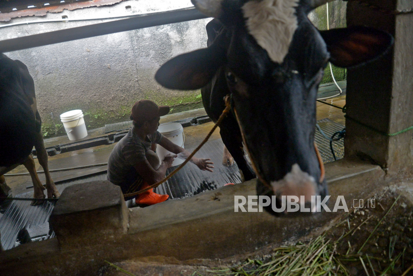 Pekerja membersihkan kandang sapi usai memerah susu sapi di perternakan sapi perah di kawasan Duren Tiga, Jakarta, Rabu (25/5/2022). (Ilustrasi)