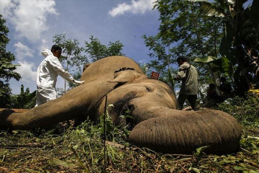 Otoritas Zimbabwe sedang menyelidiki kematian misterius 22 gajah di Hutan Pandamasue