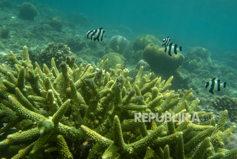 Koloni karang cabang (acropora sp) di kawasan konservasi.  Para ilmuwan terumbu karang ternama pada Senin (15/4/2024), mengatakan terumbu karang di seluruh dunia mengalami pemutihan global