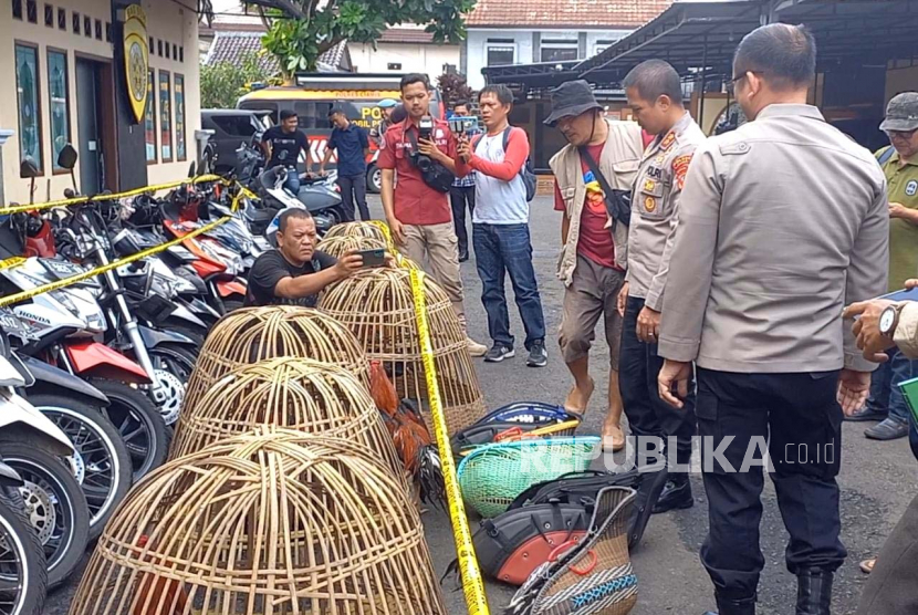 Polisi menunjukkan barang bukti hasil penggerebekan tempat sabung ayam yang diamankan ke Markas Polres Ciamis, Jawa Barat, Ahad (18/6/2023).