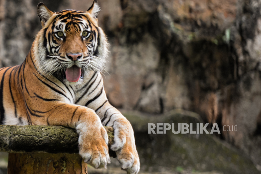 Harimau Sumatera bernama Tino (9) yang terpapar Covid-19 berada di kandangnya di Taman Margasatwa Ragunan, Jakarta, Ahad (1/8). Dua ekor harimau Sumatera bernama Hari dan Tino penghuni Taman Margasatwa Ragunan sedang dalam proses pemulihan pasca keduanya terpapar Covid-19 setelah dilakukan pemeriksan PCR pada tanggal 14 Juli 2021. Menurut Kepala Dinas Pertamanan dan Hutan Kota DKI Jakarta, Suzi Marsitawati dua ekor harimau Sumatera tersebut mengalami gejala sesak nafas, keluar lendir dari hidung, dan nafsu makan yang berkurang. Republika/Thoudy Badai