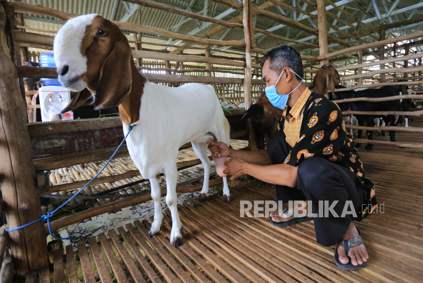 Peternak memerah susu kambing etawa di kandang milik koperasi Pondok Pesantren Al Urwatul Wutsqo, Sindang, Indramayu, Jawa Barat, Rabu (20/10/2021). Permintaan susu kambing etawa mengalami peningkatan hingga 50 persen di masa pandemi COVID-19 dengan pesanan ke sejumlah daerah di Jawa Barat. 