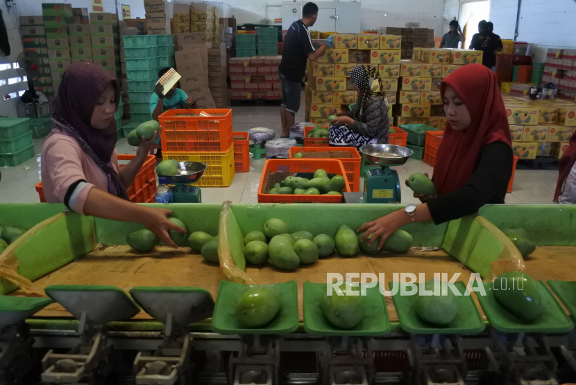 Pekerja menyortir buah mangga alpukat