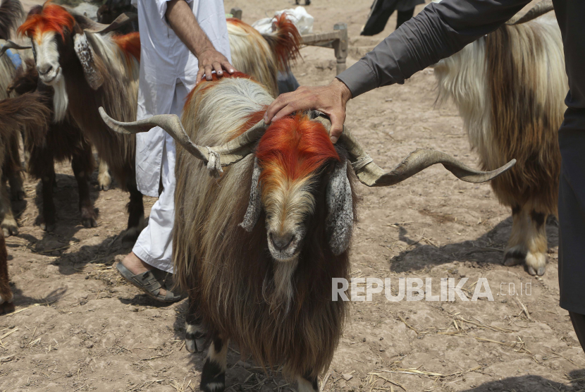 Orang-orang memeriksa seekor kambing sebelum membelinya untuk hari raya Idul Adha atau Hari Raya Kurban, di Peshawar, Pakistan, Kamis, 15 Juli 2021.