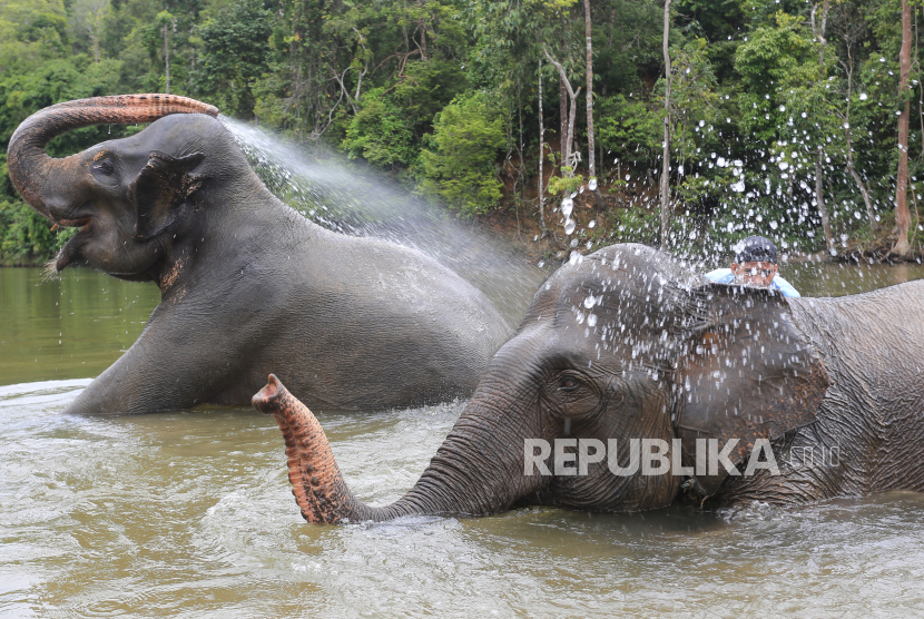 Mahout atau pawang gajah memandikan gajah jinak sumatera. Semarang Zoo akan mengadopsi dua gajah sumatera.