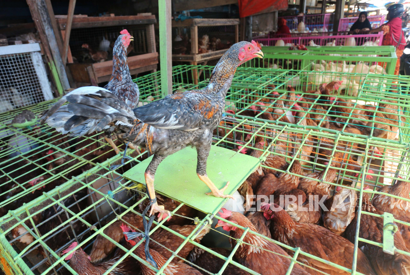 Jelang Idul Adha, Stok Pangan Tangerang Dipastikan Aman. Pedagang melayani calon pembeli ayam potong.
