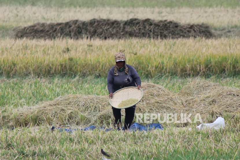 Residents separate grain and straw left over from the harvest in the rice fields in the Gedebage area, Bandung City, Monday (9/10/2023). 